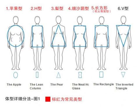 金屬性五行 體型分析